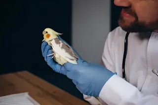 An exotic bird being examined by a veterinarian in a clinic.
