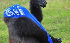 funny gorilla get dressed in t-shirt, funny gorilla photos, gorilla and t-shirt, gorillas pictures