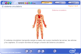 http://ww2.educarchile.cl/UserFiles/P0024/File/skoool/European_Spanish/Junior_Cycle_Level_1/biology/circ_system/index.html