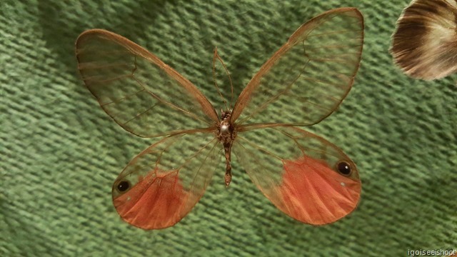 Butterfly with transparent wings. Natural History Museum in Stockholm