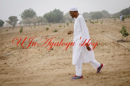 President Buhari Spotted Visiting His Farm and Inspecting His Cattle (Photos)