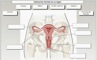 http://www.edistribucion.es/anayaeducacion/8440134/recursos_and/U05/actividad5_1/index.html