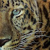 Állat, leopárd - Facebook borítókép