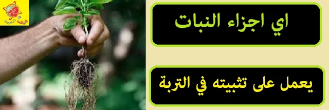 "اي اجزاء النبات يعمل على تثبيته  في التربه" "اجزاء" "النبات" "النبات اجزاء:" يعمل على تثبيته في التربة" "الجذر والتربة" "تثبيت النبات في التربة" "التثبيت في التربة للبنات" "فروع النبات" "زراعة النبات" "زراعة جذر النبات"