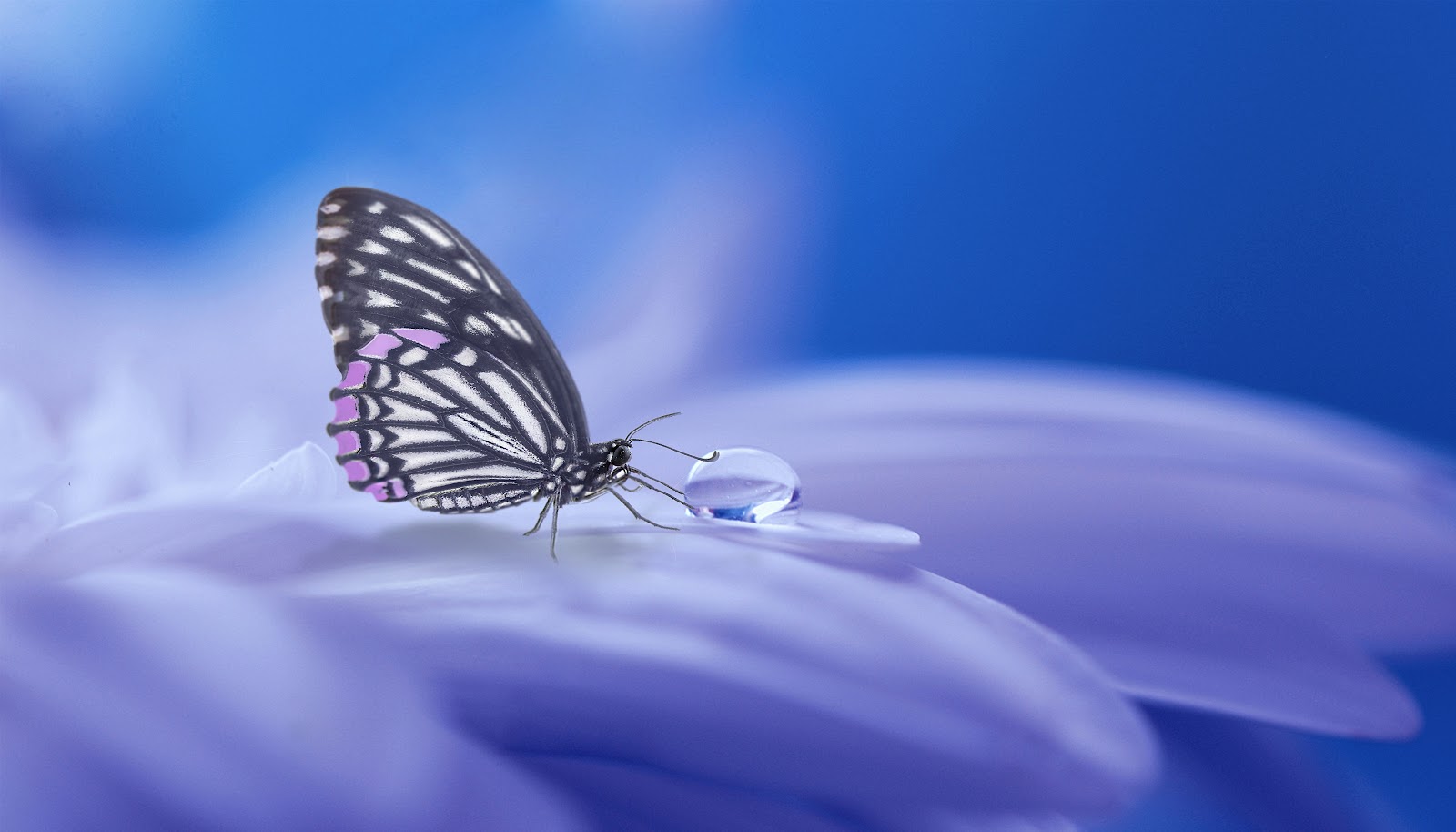 薄紫の花びらに留まって水滴に触れている一匹の蝶