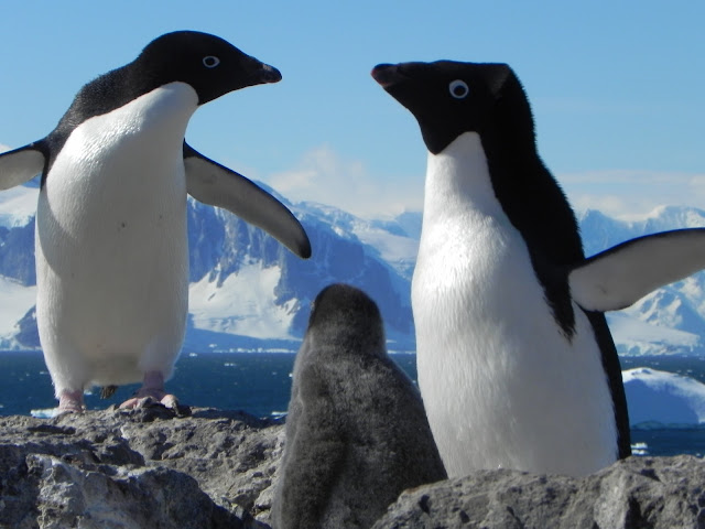 cute penguin,penguin wallpaper,penguins,club penguin,penguin club,penguin,about penguins,emperor penguin,emperor penguins,