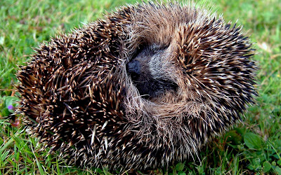  animal, animal spine, bristle, brown, closeup, curiosity, cute, footpath, formal garden, grass, green, happiness, hedgehog, looking, mammal, nature, one, pets, plant, sharp, small, smelling, snout, spiked, standing, straw, summer, thorn, thorn bush, watching, white, yellow, young animal
