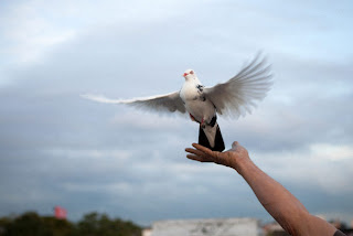  gambar burung merpati 