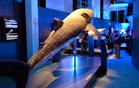 Sea Monsters, Georgia Aquarium