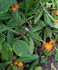 Fox-and-cubs