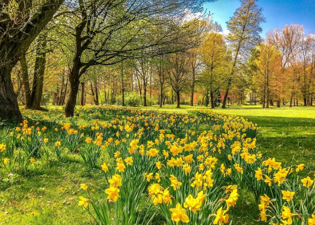 Daffodils