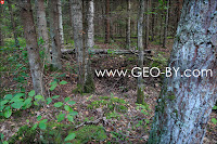 Puszcza Nalibocka. Pit of former dugout of Bielski Brothers partisan camp