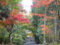 曼殊院の参道は紅葉していた