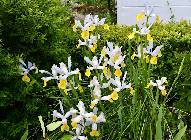 Iris tegen de buxus haag