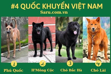 "Tứ đại Quốc Khuyển" 4 Giống chó bản địa Việt Nam