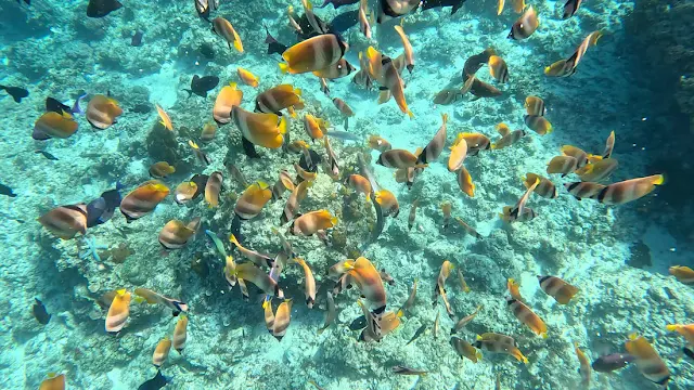 필리핀 팅글로이섬(Tingloy Island), 바탕가스(Batangas)