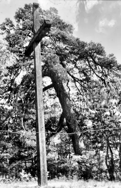 Sosna Powstańców 1962 r.