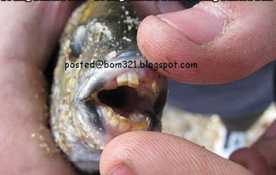 fish teeth