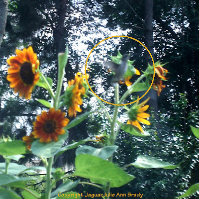 hummingbird in my sunflower garden