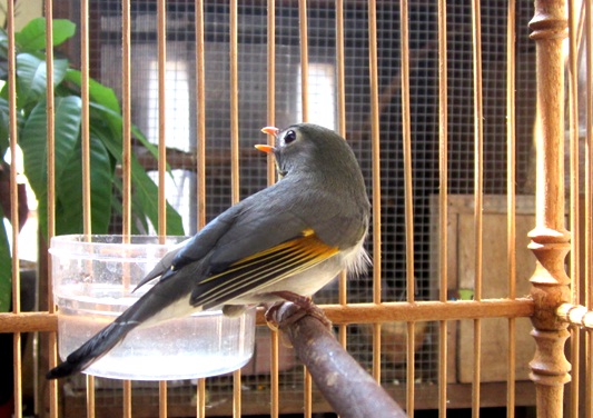 DIJUAL BURUNG ROBIN DAN CUCAK IJO MINI ~ damai-9