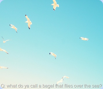 A: a seagull ;)