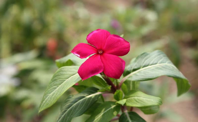 Vinca Flowers Pictures