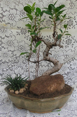 ficus bonsai ahmedabad