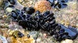 Manche Atlantique estran moules
