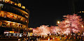 東京ミッドタウンの桜とライトアップ
