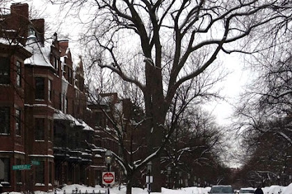 A Big Old Elm Dies But First: It Makes History