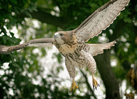 Tompkins Square red-tailed hawk fledgling