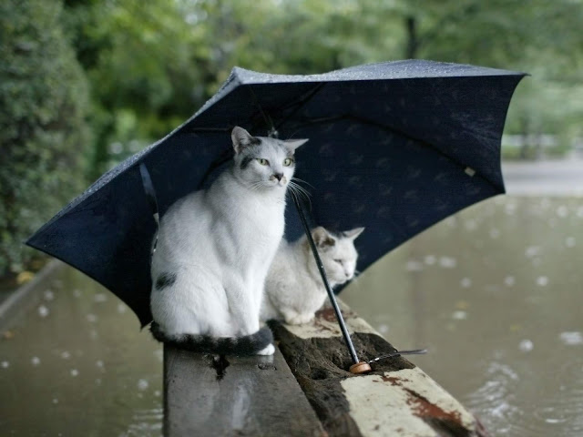 Two White Cat Wallpaper