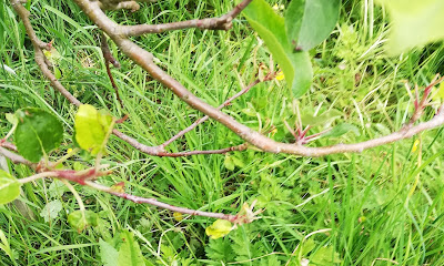 New growth on apple tree damaged by sheep