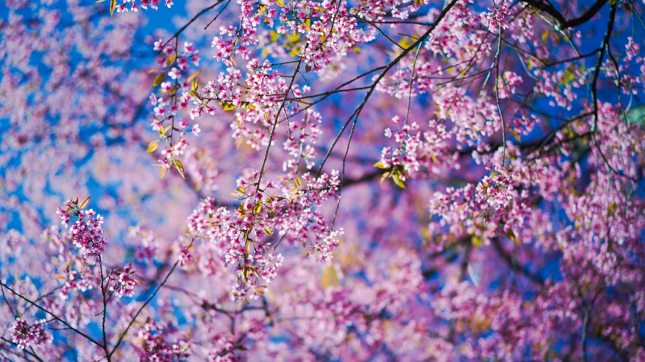 Wallpaper Sakura Flowers Pink