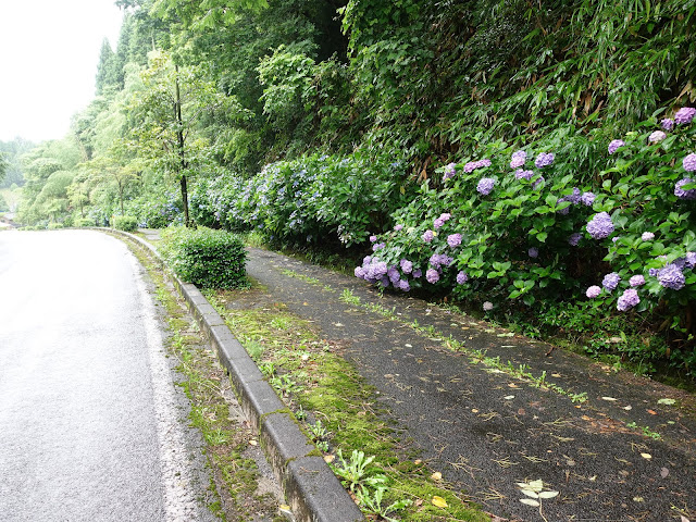 鳥取県西伯郡南部町池野　アジサイロード　アジサイ（紫陽花）