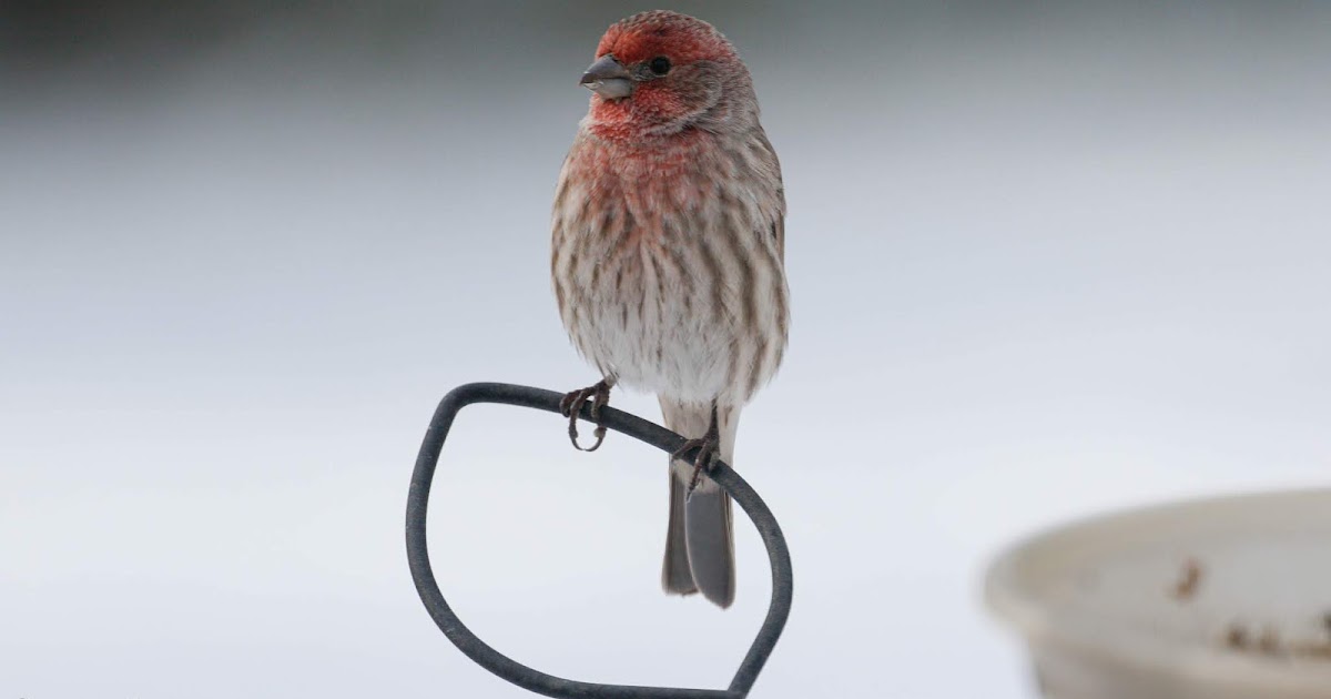 How to Deal With House Finch Eye Disease