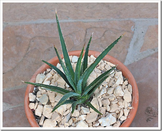 12701_Agave-ornithobroma_05