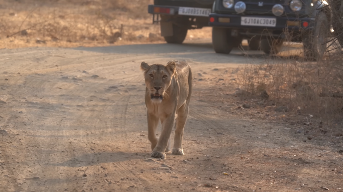 Asiatic Lion