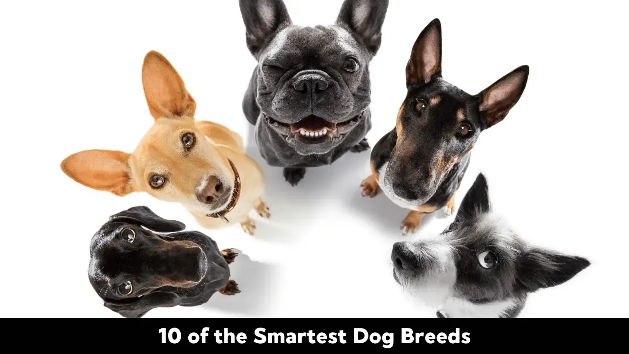 10 of the Smartest Dog Breeds