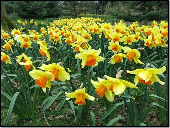 3104flowerD-(4)