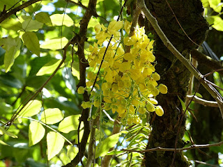 Cytise indien - Cassier à fleurs jaunes - Casse fistuleuse - Cassia fistula