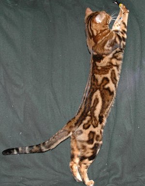 Bengal Cat