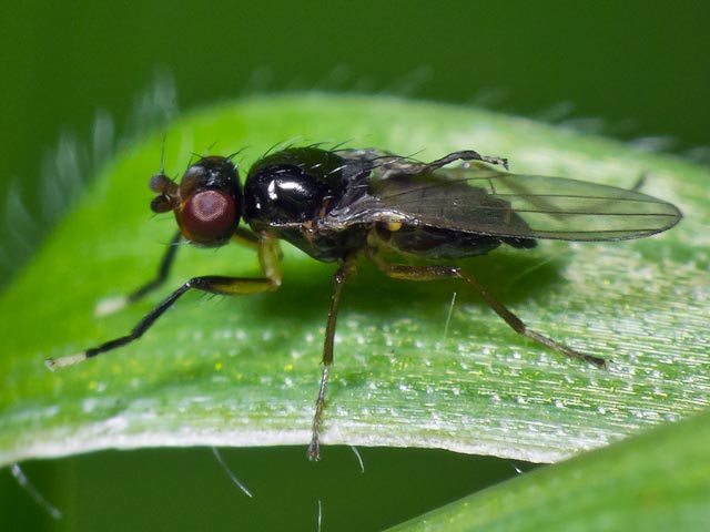 Cypselosomatidae