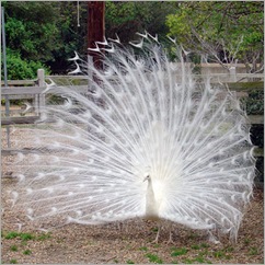 whitepeacock