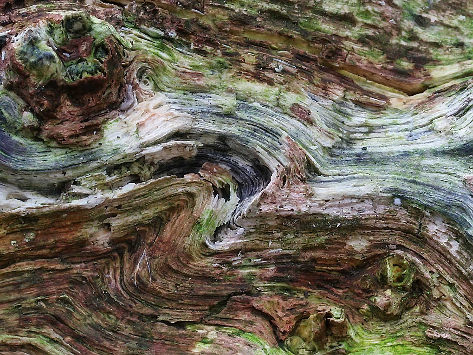 -Alice Walker- (Wood Texture
