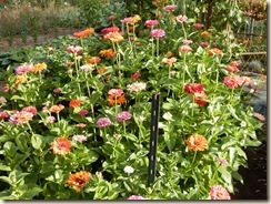 zinnia patch