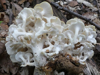 Polypore en ombelle - Cladomeris umbellata 