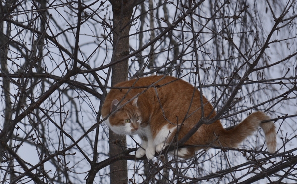 pus katt kattepus pusekatt