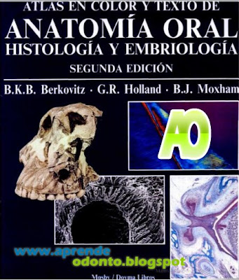 anatomia oral