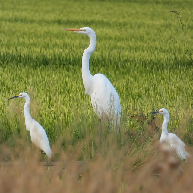 Egret and Cattle Egrets  at Vic Fazio Wildlife Refuge Yolo Basin California